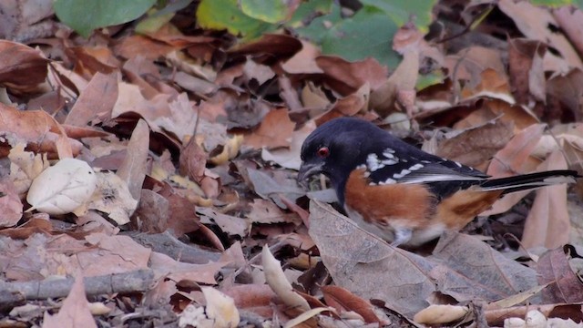 Spotted Towhee (oregonus Group) - ML201760091