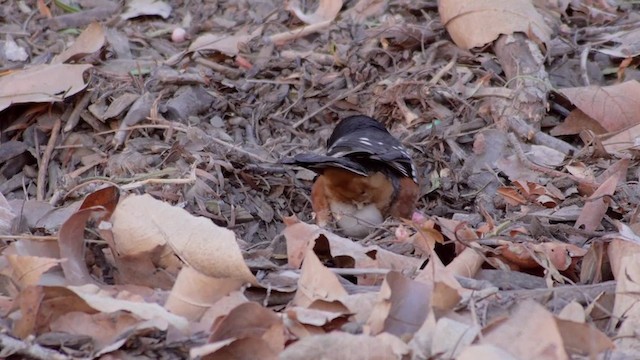 Spotted Towhee (oregonus Group) - ML201760101