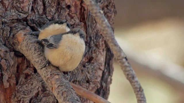 Pygmy Nuthatch - ML201760161