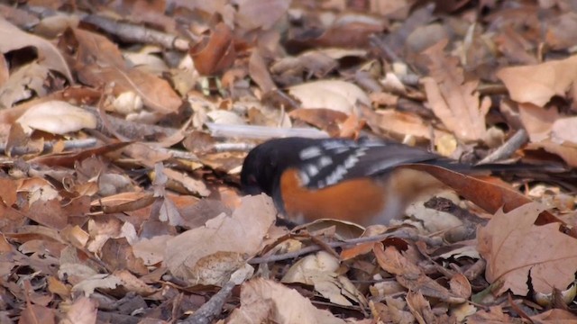 Spotted Towhee (oregonus Group) - ML201760201