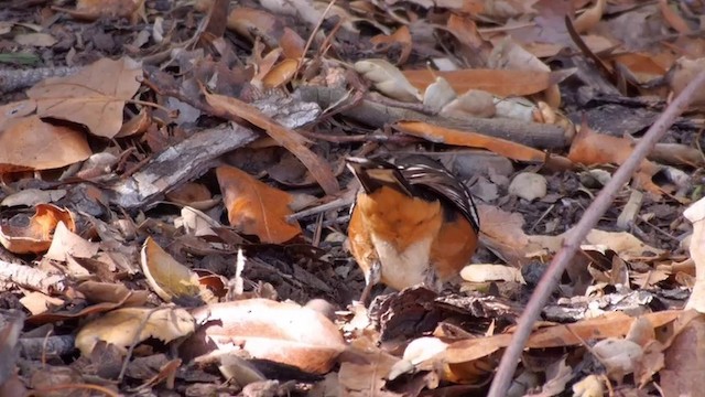 Spotted Towhee (oregonus Group) - ML201760211