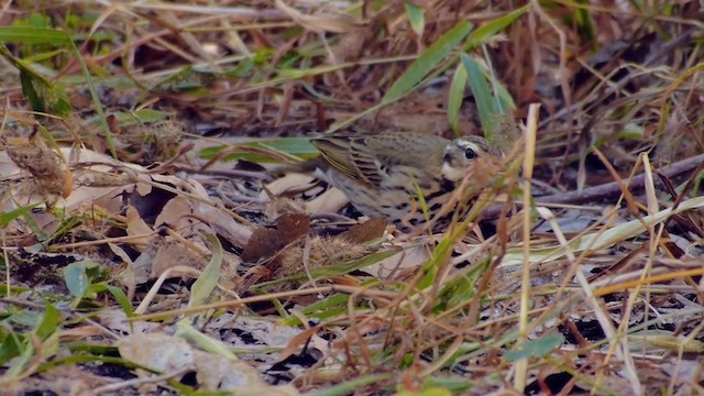 Olive-backed Pipit - ML201760401