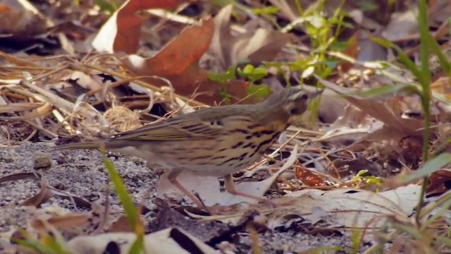 Olive-backed Pipit - ML201760411