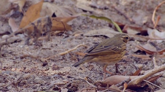 Olive-backed Pipit - ML201760421