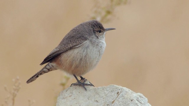 Rock Wren (Northern) - ML201760441