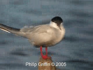 Цагаан шанаат хараалай - ML201760591