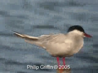 Цагаан шанаат хараалай - ML201760601