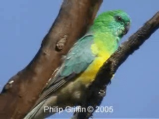 ビセイインコ - ML201760641