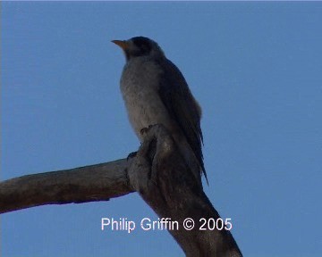 Weißstirn-Schwatzvogel - ML201760741