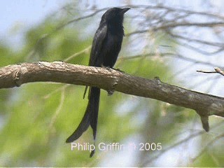 Black Drongo - ML201760801