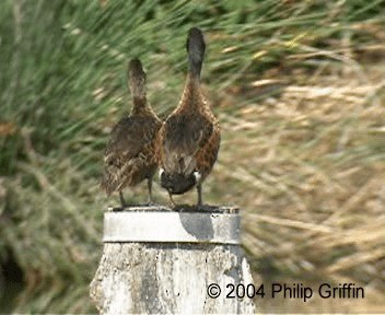 Chestnut Teal - ML201760941