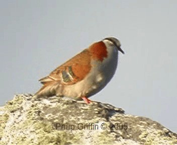 Brush Bronzewing - ML201760951