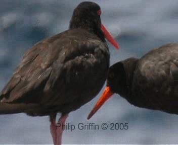 Sooty Oystercatcher - ML201760971