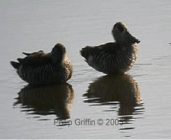 Pink-eared Duck - ML201761021