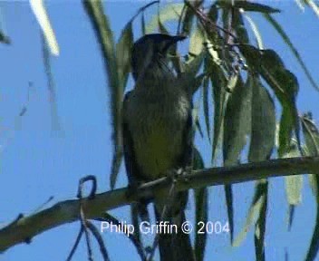 Red Wattlebird - ML201761031