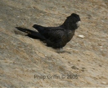 Red-tailed Black-Cockatoo - ML201761041