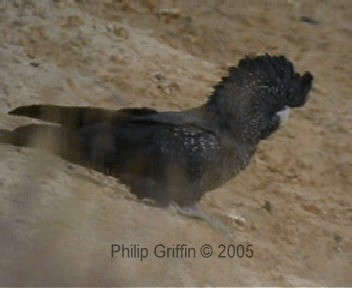 Red-tailed Black-Cockatoo - ML201761051