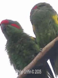 Musk Lorikeet - ML201761091