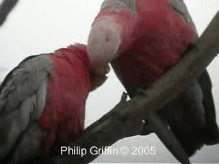 Galah - ML201761101