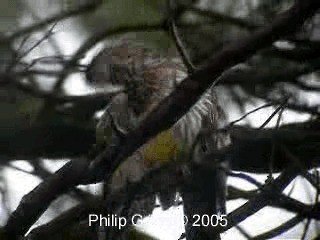 Red Wattlebird - ML201761111