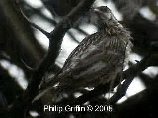 Red Wattlebird - ML201761131