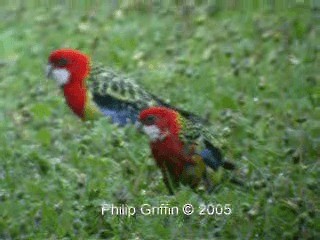 Eastern Rosella - ML201761151