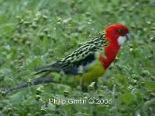 Eastern Rosella - ML201761161