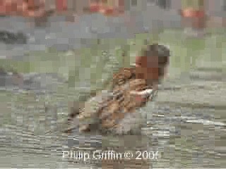 House Sparrow - ML201761171