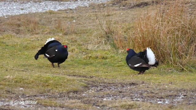 Black Grouse - ML201761221