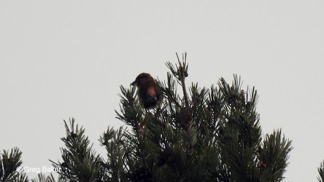 Scottish Crossbill - ML201761421