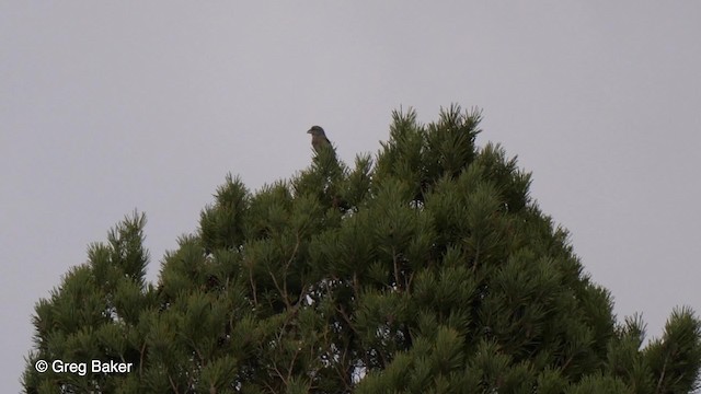 Scottish Crossbill - ML201761431