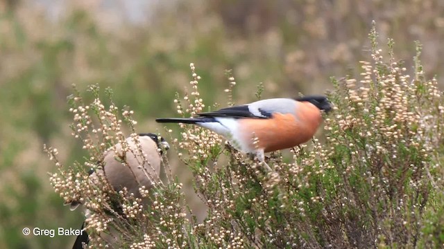 Eurasian Bullfinch (Eurasian) - ML201761451