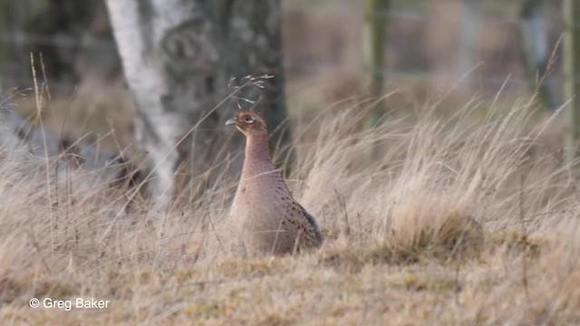 Ring-necked Pheasant - ML201761461