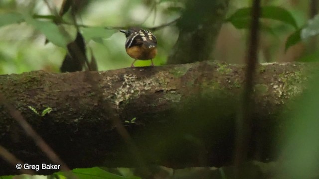 Spot-backed Antbird - ML201761471