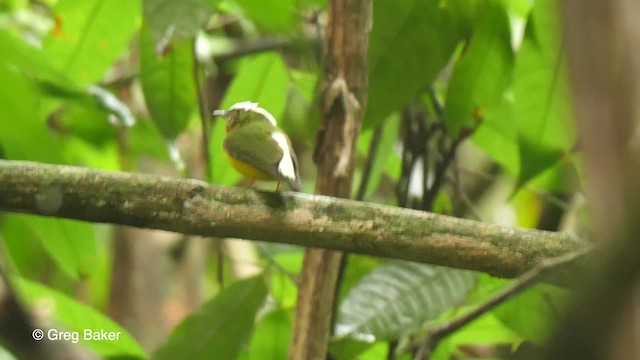 Karbeyaz Tepeli Manakin - ML201761481