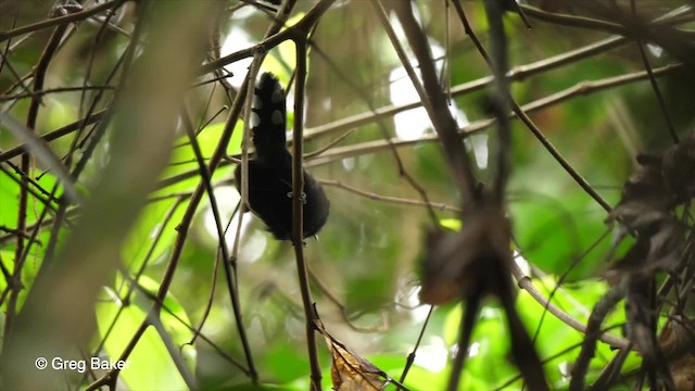 Каатинга плямистокрила (підвид emiliae) - ML201761501