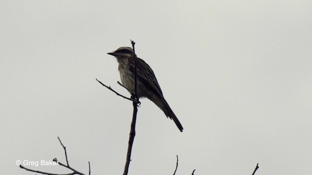 Variegated Flycatcher - ML201761511