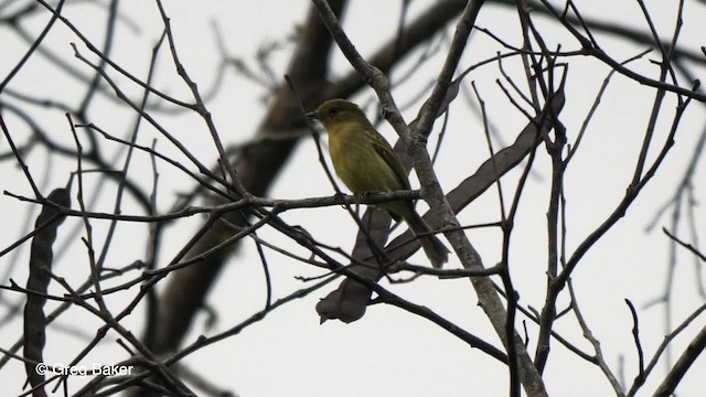 Tyranneau à poitrine jaune - ML201761531