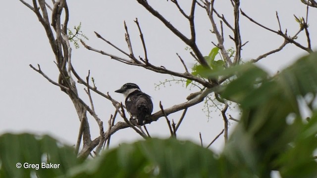 Alaca Pufkuşu (tectus/picatus) - ML201761551