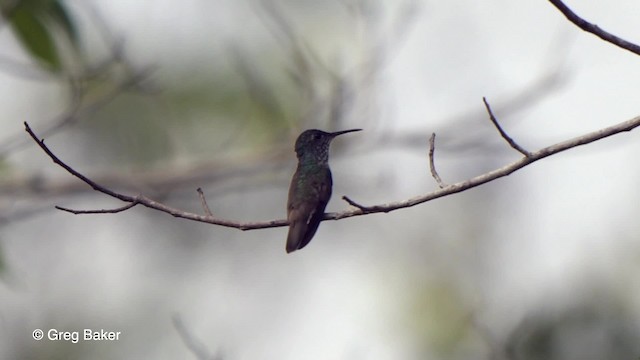 kolibřík pestrý - ML201761561