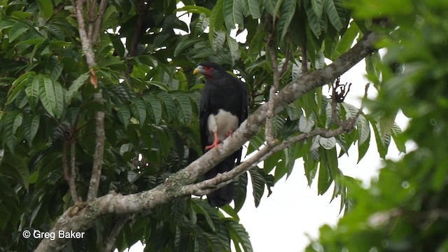 Red-throated Caracara - ML201761581