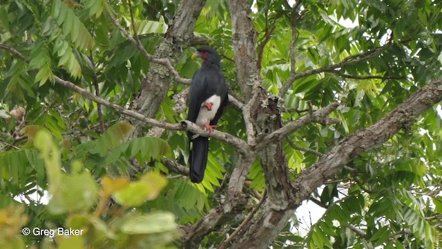 Red-throated Caracara - ML201761591