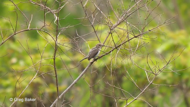 Tooth-billed Wren - ML201761601