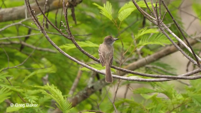 Short-crested Flycatcher - ML201761641