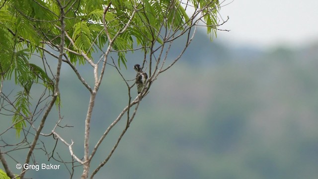 White-browed Purpletuft - ML201761661