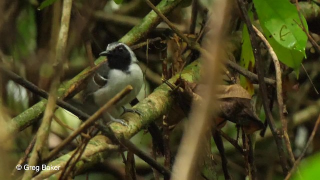 Black-faced Antbird - ML201761671