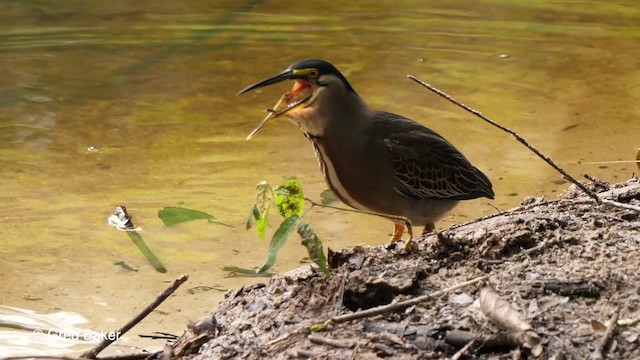 Striated Heron (South American) - ML201761681