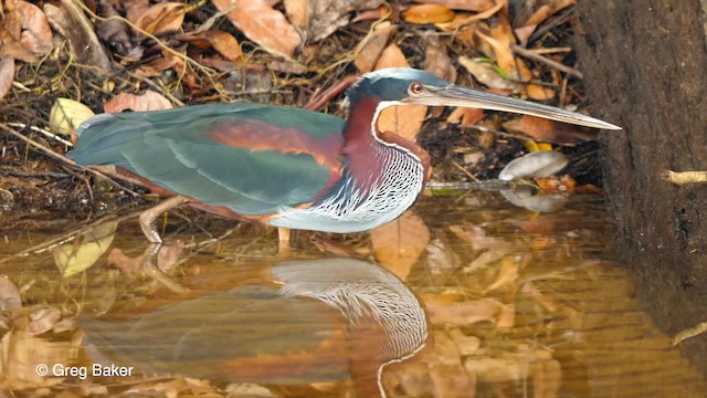 Agami Heron - ML201761691