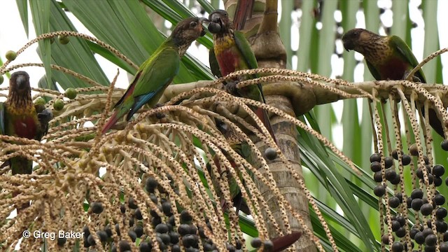 Conure de Hellmayr (snethlageae) - ML201761701