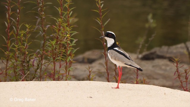 Pied Plover - ML201761751